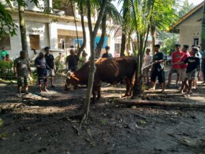 LDII Kapanewon Sanden Bagikan Daging Kurban dari 25 Sapi dan 49 Kambing