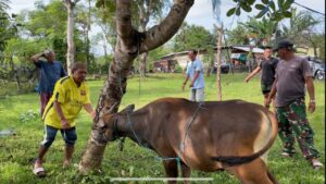 Semangat Gotong Royong Warnai Pemotongan Hewan Kurban di Masjid Nurul Muttaqin
