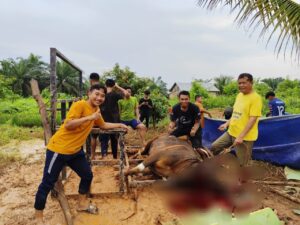 Santri Ponpes Taufiqurrohman Kurban Sapi dari Hasil Tabungan